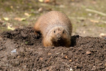 chien de prairie