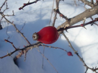 rosa canina in winter