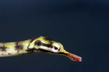 poisson pipe