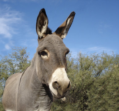 grey baby burro