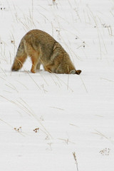 hunting coyote