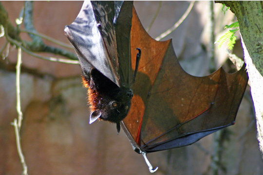 greater indian fruit bat