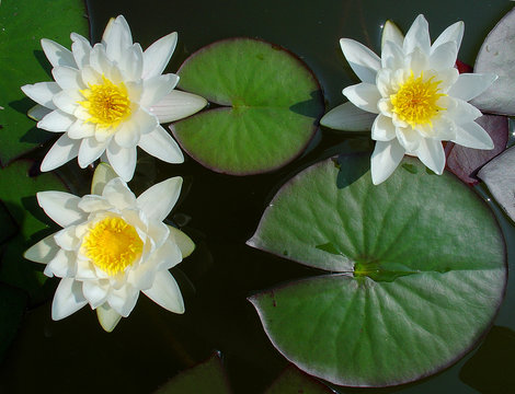 drei seerosen