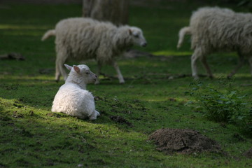 lamm