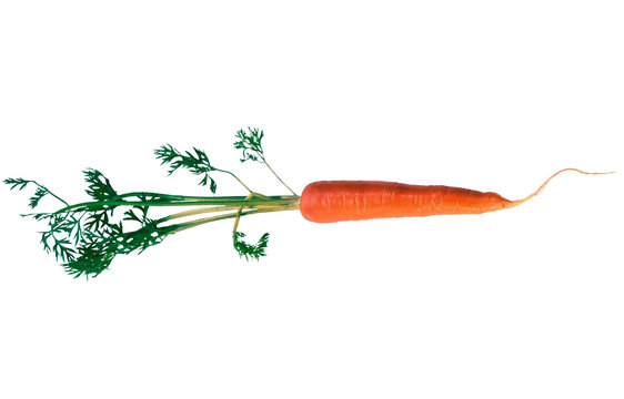 Carrot