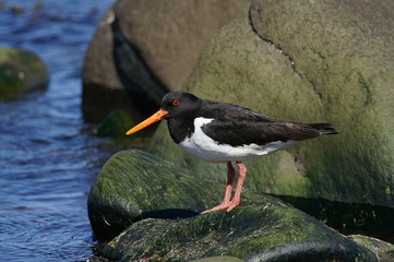 oyster catcher