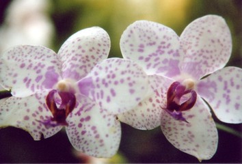 chiayi spot orchids