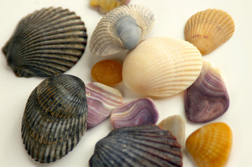 assorted shells