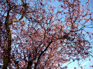 cherry blossom tree