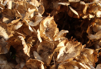 dead flower leaves