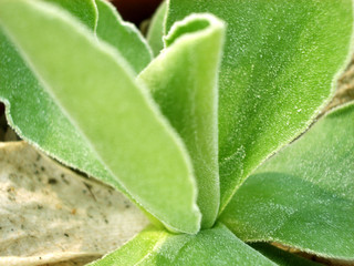 leaf 9