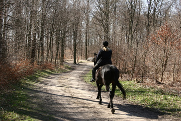 Naklejka premium danish horses