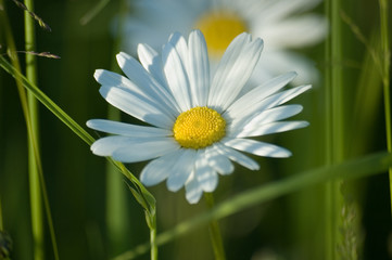 Fototapeta na wymiar summer daisies