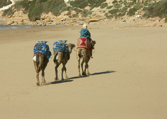 Des dromadaires sur une plage au Maroc