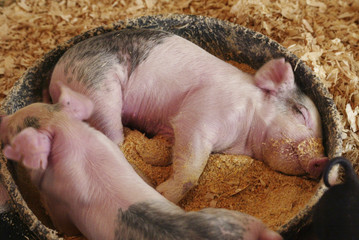 sleeping piglets