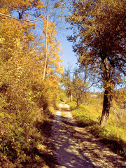 autumnal road