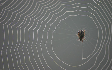 spinnennetz mit spinne
