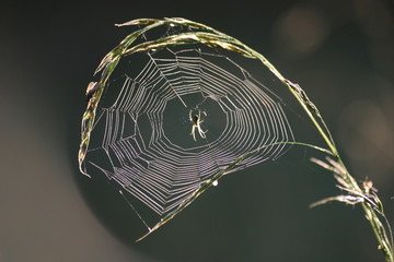 spinnennetz