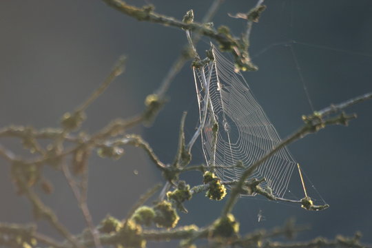 spinnennetz mit spinne