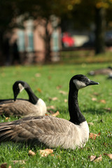 park