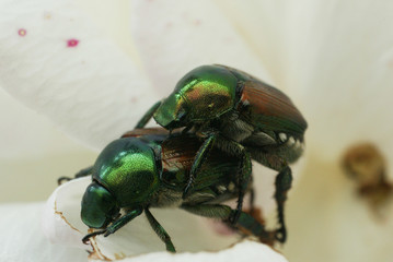 japanese beetles
