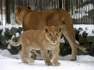 Obraz premium lion baby