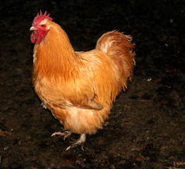 buff orpington cockerell