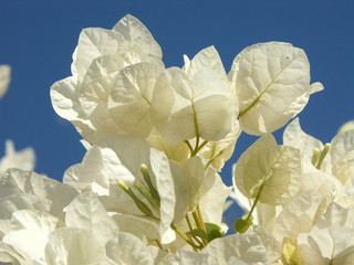 Fleurs de bougainvillier blanc sur fond bleu