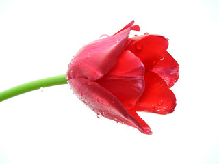 red tulip with drops of water - white background