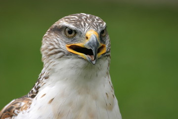 königsrauhfußbussard