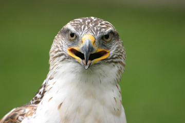 königsrauhfußbussard