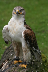 königsrauhfußbussard