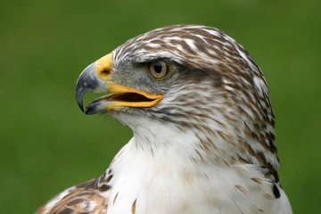 königsrauhfußbussard