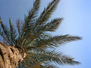 Fototapeta na wymiar palm on sky
