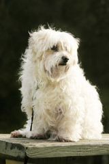 maltese terrier