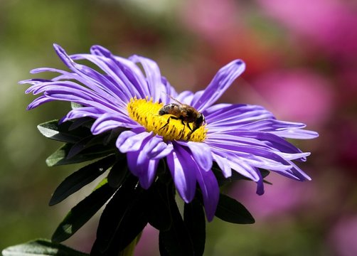 purple daisy and bee