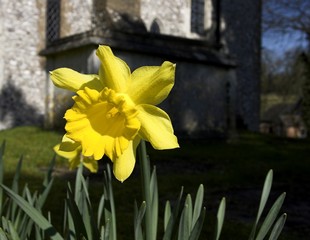 daffodil in graveyard