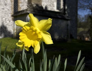 Papier Peint photo Narcisse daffodil in graveyard
