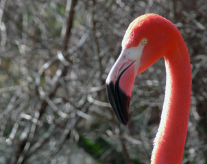 Fototapeta premium flamingo portrait