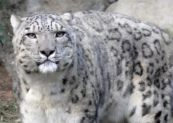 Fotobehang snow leopard © TeamC