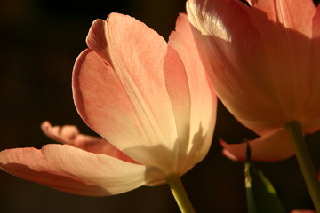 rosa tulpenkelche
