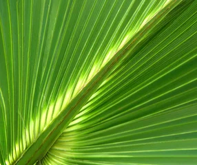 Crédence de cuisine en verre imprimé Palmier palm leaf