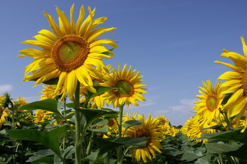 tournesols
