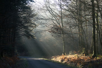 Obraz premium route ensoleillée