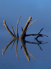 root reflection (vertical)