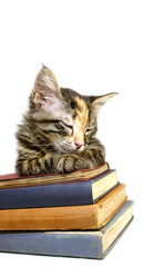 gato y libros