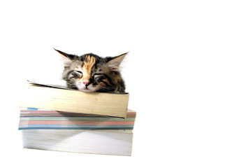 gato conlibros