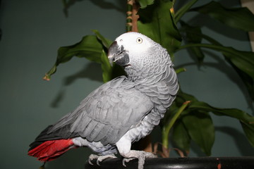 africian grey parrot