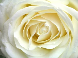 Cercles muraux Macro rose blanche