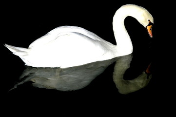 swan in the water